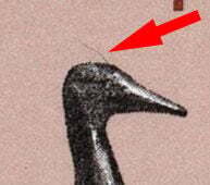 Decoy - Hair On Duck's Head Canada Postage Stamp | Heritage Artifacts