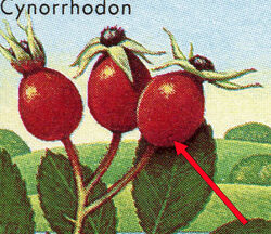 Rose Hip - Rose Thorn Canada Postage Stamp | Edible Berries