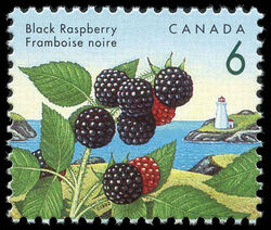 Black Raspberry - Blue Thread Canada Postage Stamp | Edible Berries