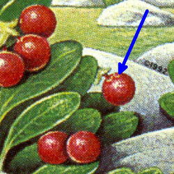 Kinnikinnick - Smiling Berry Canada Postage Stamp | Edible Berries