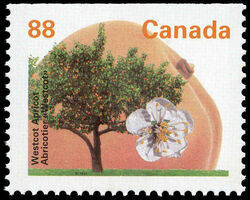 Westcot Apricot - Booklet Single - PP - GT3 - Perf 13.1 Canada Postage Stamp | Fruit Trees