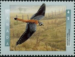 American Kestrel - MF Canada Postage Stamp | Birds of Canada