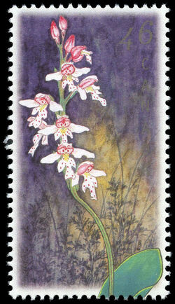 Small Round-Leaved Orchid, Amerorchis Rotundifolia - Stem Extends Through Bottom Perf Canada Postage Stamp | Orchids of Canada