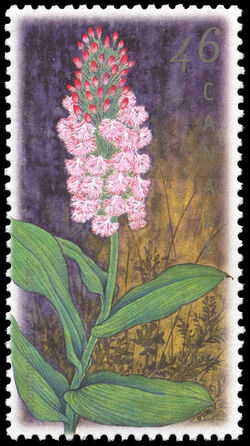 Small Purple Fringed Orchid, Platanthera Psycodes - Design Stops Short On All Four Sides Canada Postage Stamp | Orchids of Canada