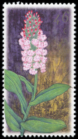 Small Purple Fringed Orchid, Platanthera Psycodes - Stem Extends Through Bottom Perf Canada Postage Stamp | Orchids of Canada