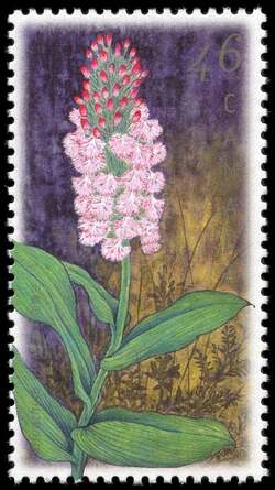 Small Purple Fringed Orchid, Platanthera Psycodes - Left Leaves Extend Through Left Perf And Stem Extends Through Bottom Perf Canada Postage Stamp | Orchids of Canada