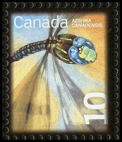 Canada Darner - Transparent Gum - Colourless / White Canada Postage Stamp | Beneficial Insects
