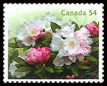 White Rhododendrons - WA Canada Postage Stamp | Rhododendrons