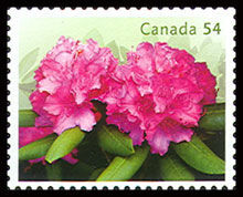 Pink Rhododendrons - WA Canada Postage Stamp | Rhododendrons