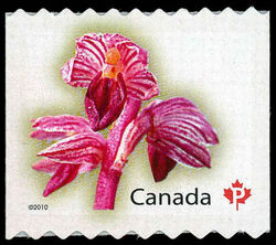 Striped Coralroot - Sawtooth Tips - Compound Die Cut One Edge Only Canada Postage Stamp | Flowers