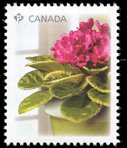 Decelles' Avalanche - Red Flowers - WA Canada Postage Stamp | African Violets