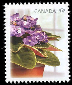 Picasso - Purple Flowers - WA Canada Postage Stamp | African Violets