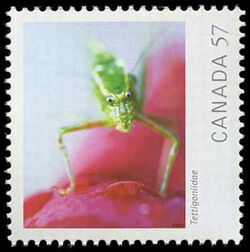 Tettigoniidae (Katydid) - WA Canada Postage Stamp | Canadian Geographic's Wildlife Photography of the Year