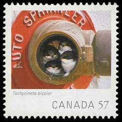 Tachycineta Bicolor (Tree Swallow) - WA Canada Postage Stamp | Canadian Geographic's Wildlife Photography of the Year