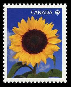 Sunbright - Sunflower - WA Canada Postage Stamp | Sunflowers