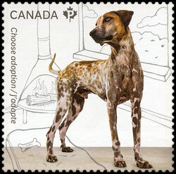 Adopt A Brown Dog - WA Canada Postage Stamp | Adopt a Pet