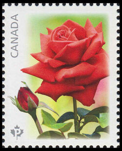 Konrad Henkel - Red Rose - WA Canada Postage Stamp | Roses