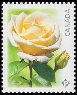 Maid Of Honour - White Rose - WA Canada Postage Stamp | Roses