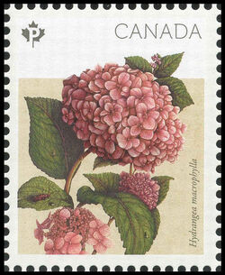 Endless Summer Hydrangea - Hydrangea Macrophylla - WA Canada Postage Stamp | Hydrangeas