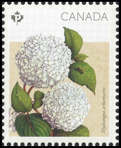 Annabelle Hydrangea - Hydrangea Arborescens - WA Canada Postage Stamp | Hydrangeas