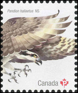 Osprey - Pandion Haliaetus - WA Canada Postage Stamp | Birds of Canada