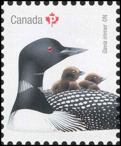 Common Loon - Gavia Immer - WA Canada Postage Stamp | Birds of Canada