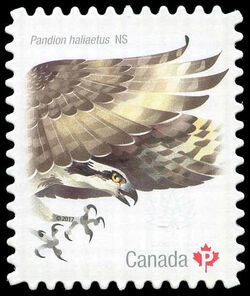 Osprey - Pandion Haliaetus - Quarterly Pack Die Cut Canada Postage Stamp | Birds of Canada