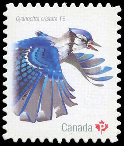 Blue Jay - Cyanocitta Cristata - Quarterly Pack Die Cut Canada Postage Stamp | Birds of Canada