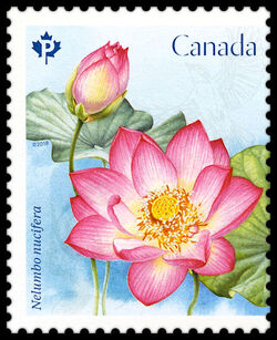 Sacred Lotus - Nelumbo Nucifera - WA Canada Postage Stamp | Lotus Flowers