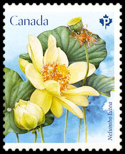 American Lotus - Nelumbo Lutea - WA Canada Postage Stamp | Lotus Flowers