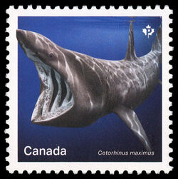Basking Shark - Cetorhinus Maximus - WA Canada Postage Stamp | Sharks