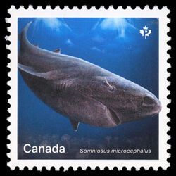 Greenland Shark - Somniosus Microcephalus - WA Canada Postage Stamp | Sharks