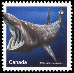 Basking Shark - Cetorhinus Maximus - Quarterly Pack Die Cut Canada Postage Stamp | Sharks