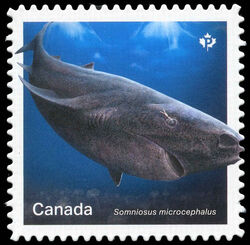 Greenland Shark - Somniosus Microcephalus - Quarterly Pack Die Cut Canada Postage Stamp | Sharks