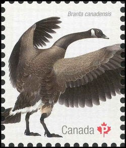 Canada Goose - WA Canada Postage Stamp | Birds of Canada