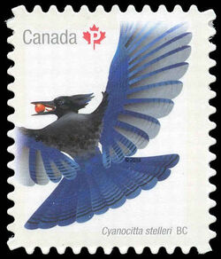Steller’s Jay - Quarterly Pack Die Cut Canada Postage Stamp | Birds of Canada