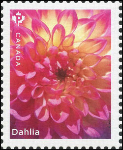 Pink Dahlia - WA Canada Postage Stamp | Dahlias