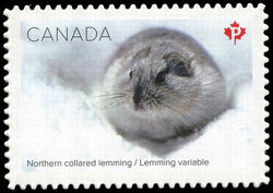 Northern Collared Lemming - WA Canada Postage Stamp | Snow Mammals