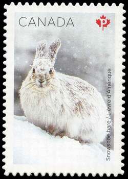 Snowshoe Hare - Quarterly Pack Die Cut Canada Postage Stamp | Snow Mammals