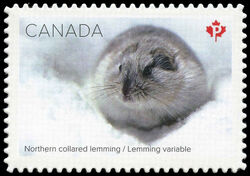Northern Collared Lemming - Quarterly Pack Die Cut Canada Postage Stamp | Snow Mammals