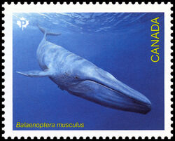 Blue Whale - Balaenoptera Musculus - WA Canada Postage Stamp | Endangered Whales