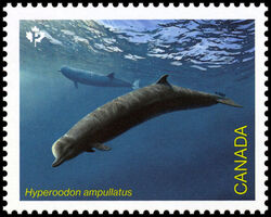 Northern Bottlenose Whale - Hyperoodon Ampullatus - WA Canada Postage Stamp | Endangered Whales