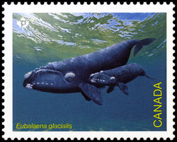 North Atlantic Right Whale - Eubalaena Glacialis - WA Canada Postage Stamp | Endangered Whales