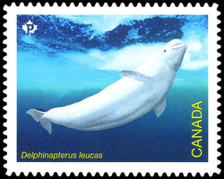 Beluga Whale - Delphinapterus Leucas - Quarterly Pack Die Cut Canada Postage Stamp | Endangered Whales
