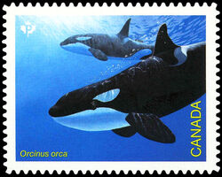Killer Whale - Orcinus Orca - Quarterly Pack Die Cut Canada Postage Stamp | Endangered Whales