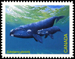 North Atlantic Right Whale - Eubalaena Glacialis - Quarterly Pack Die Cut Canada Postage Stamp | Endangered Whales