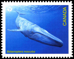 Blue Whale - Balaenoptera Musculus - Quarterly Pack Die Cut Canada Postage Stamp | Endangered Whales