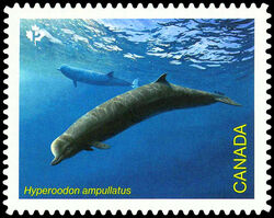 Northern Bottlenose Whale - Hyperoodon Ampullatus - Quarterly Pack Die Cut Canada Postage Stamp | Endangered Whales
