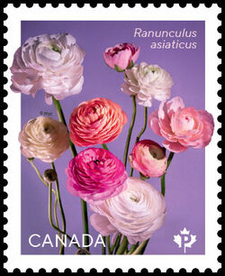 Pink Ranunculus Asiaticus - WA Canada Postage Stamp | Ranunculus