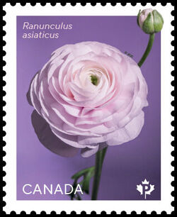 White Ranunculus Asiaticus - WA Canada Postage Stamp | Ranunculus
